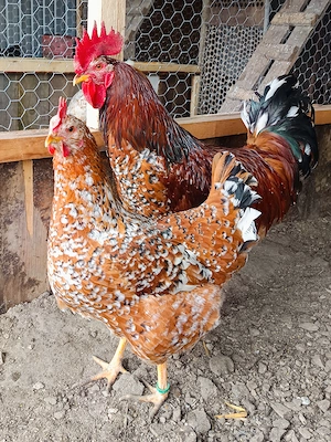 Ouă incubat pita pinta roxa și portelan