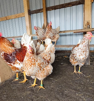 Ouă incubat pita pinta roxa și portelan - imagine 4