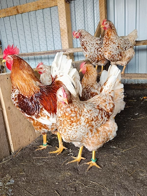 Ouă incubat pita pinta roxa și portelan - imagine 3