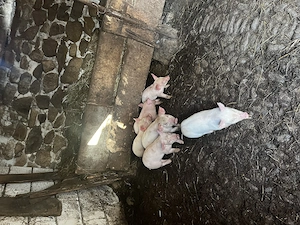 Purcei de vânzare .. - imagine 3