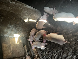 Purcei de vânzare ..