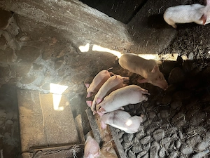 Purcei de vânzare .. - imagine 2