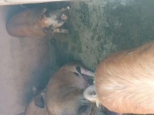 Porci din rasa duroc - imagine 2