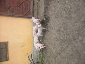 Purcei landras pur de 8 saptamani