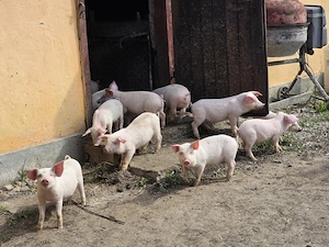 Purcei landras pur de 8 saptamani - imagine 5