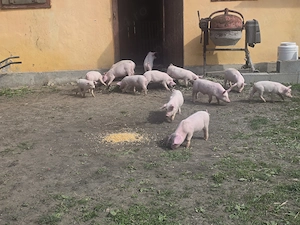 Purcei landras pur de 8 saptamani - imagine 4