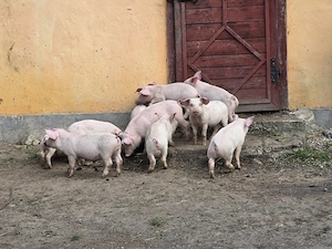 Purcei landras pur de 8 saptamani - imagine 2