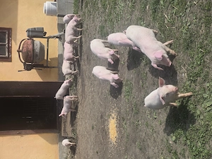 Purcei landras pur de 8 saptamani - imagine 3