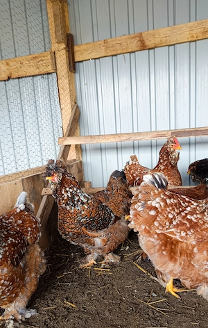 Ouă incubat moțate și pita pinta bobat  - imagine 4