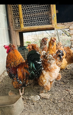 Ouă incubat moțate și pita pinta bobat  - imagine 2