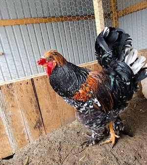 Ouă incubat moțate și pita pinta bobat  - imagine 3