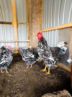 Ouă incubat moțate și pita pinta bobat  - imagine 5