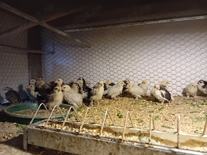 Vînd  ouă de găinuțe  mii de flori!