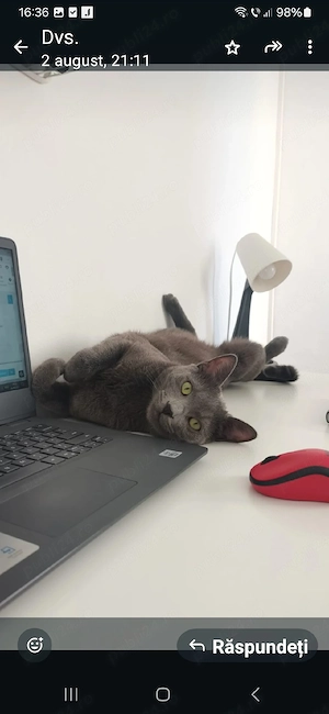 Pisicuti Albastru de Rusia dețin ambii părinți merita văzuți 