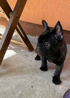 bulldog francez mascul - imagine 2