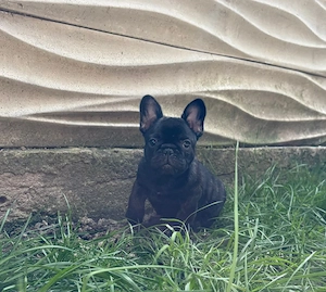 bulldog francez mascul