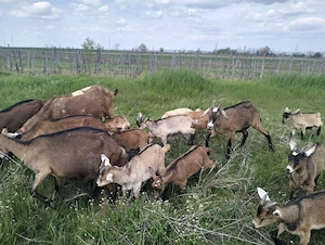 vind sau schimb tapisori 