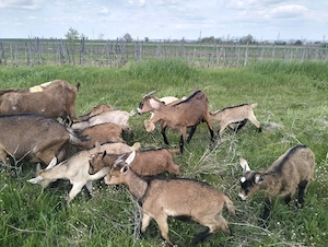 vind sau schimb tapisori  - imagine 3