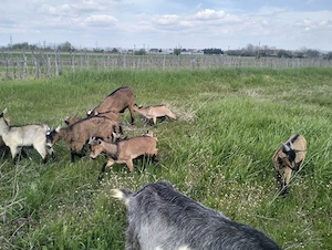 vind sau schimb tapisori  - imagine 2