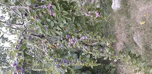 Vand tuică prune 100% naturală.produsă in cazan  . gospodărie proprie!