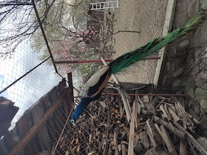 Vând păuni umar negru si standard