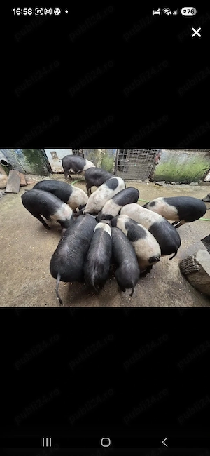 BAZNA DE BAZNA, de 7 luni de zile. Rasă, casă, masă!