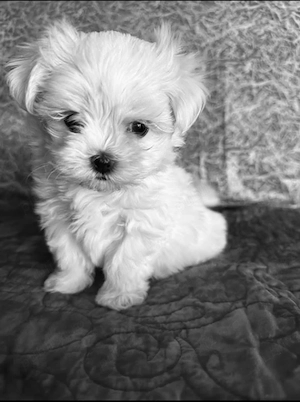 Vand bichon miny toy 6 saptamani