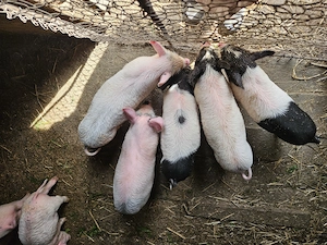 Purcei de 6 saptamani disponibili!