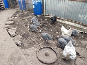 Vând perechi de bibilici