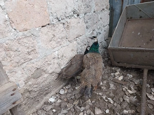 Vând o pereche de păuni tineri - imagine 2