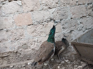 Vând o pereche de păuni tineri