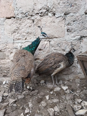 Vând o pereche de păuni tineri - imagine 5