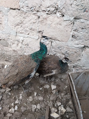 Vând o pereche de păuni tineri - imagine 3