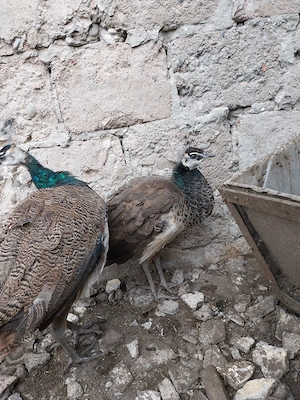 Vând o pereche de păuni tineri - imagine 4