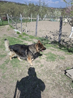 câine ciobănesc german  - imagine 4