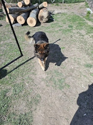 câine ciobănesc german  - imagine 2