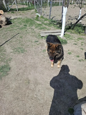 câine ciobănesc german 