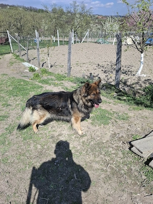 câine ciobănesc german  - imagine 3