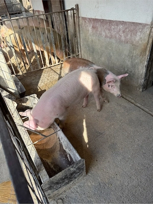 vand doi soldani 45 55 - imagine 3