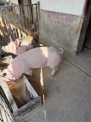 vand doi soldani 45 55 - imagine 2