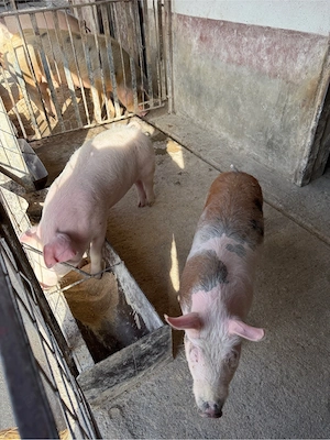 vand doi soldani 45 55 - imagine 4