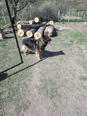 câine ciobănesc german  - imagine 5