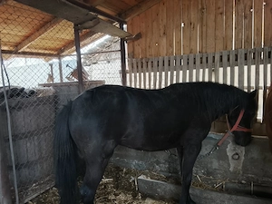 Vând manzoaica crescută bio