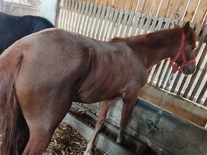 Vând mânză de 10 luni  - imagine 2