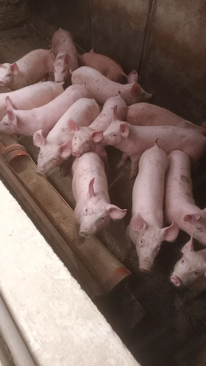 Vand Purcei - imagine 3