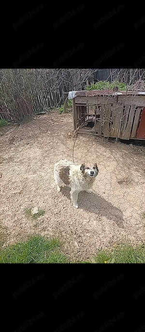 donez câini - imagine 2