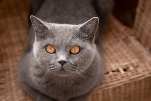 Motan British Shorthair blue - imagine 4