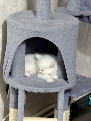 Pui British Shorthair adorabili si pufosi.  - imagine 2