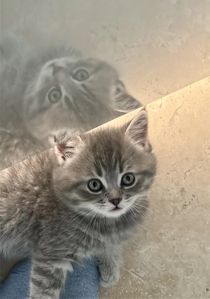 Pui British Shorthair adorabili si pufosi.  - imagine 3