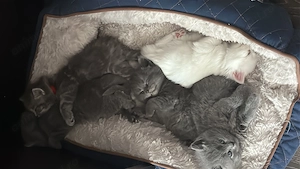 Pui British Shorthair adorabili si pufosi.  - imagine 5